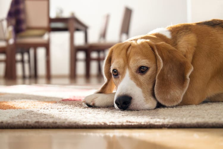 dog depression treatment