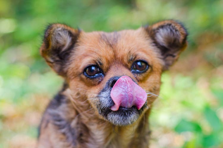 dog keeps licking lips