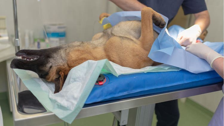 A surgeon neuters a dog.
