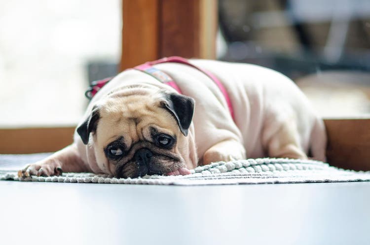 neuter surgery