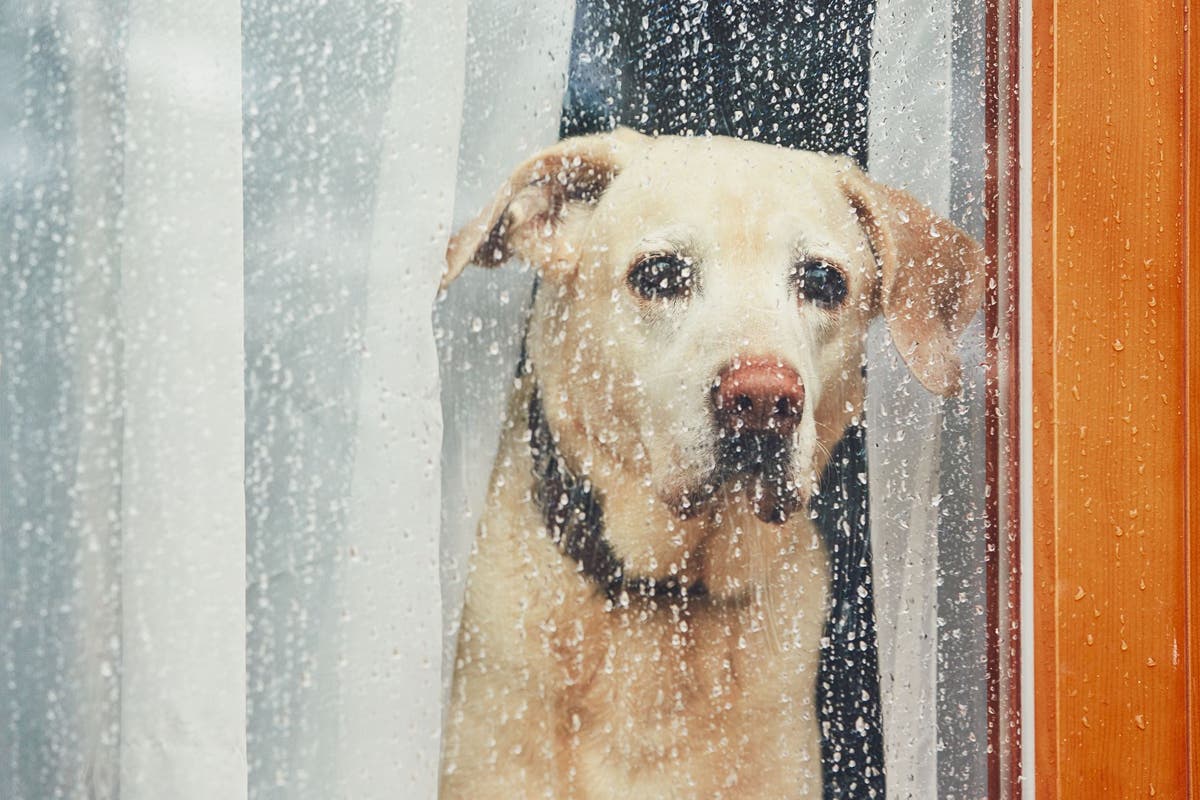 Is My Dog Depressed? How to Help Your Pup
