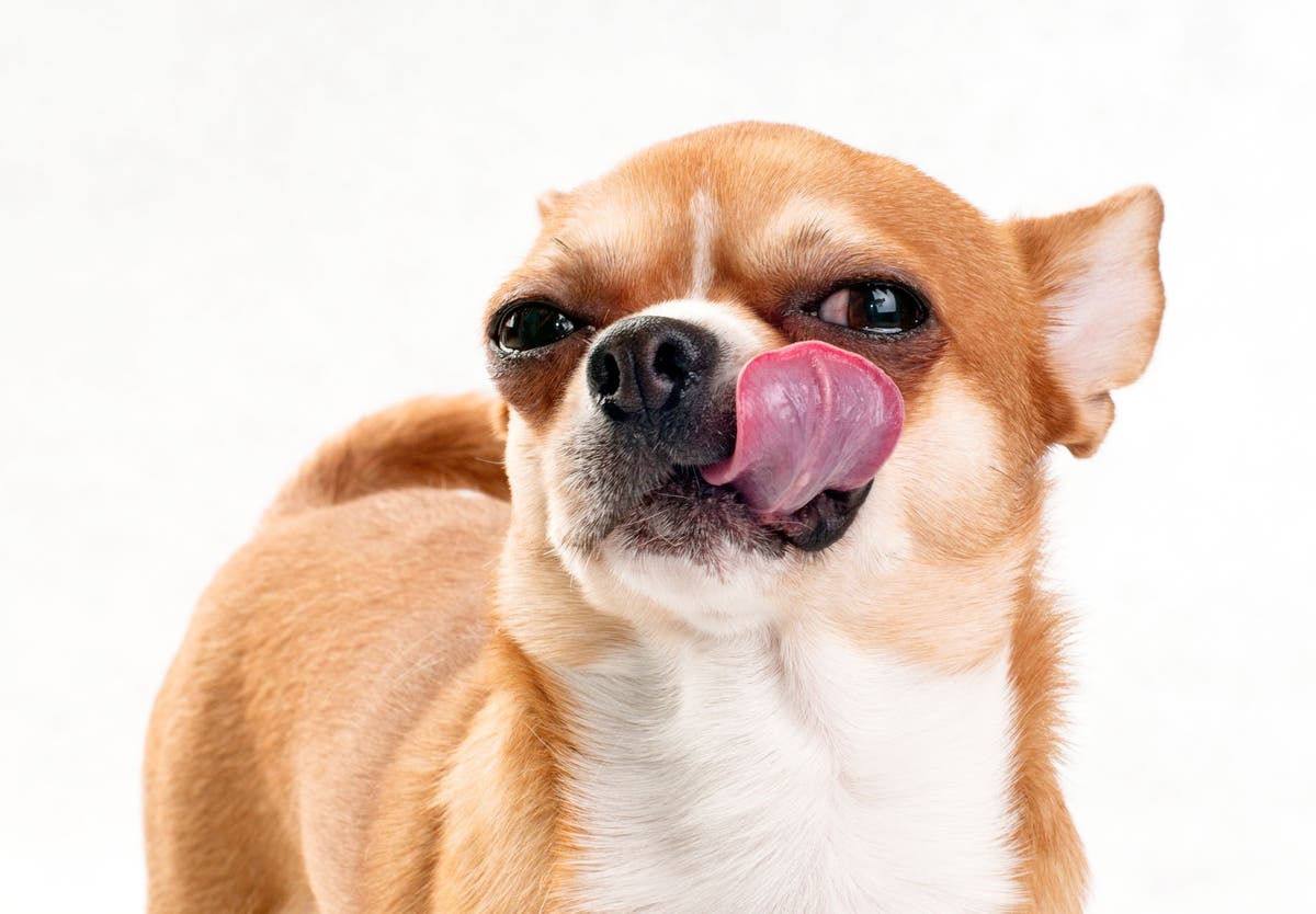 Dog licking lips eating sales grass