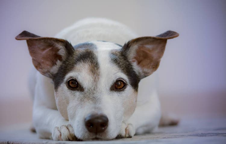 Dog laying down