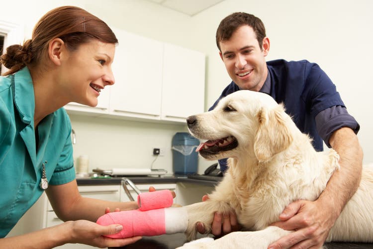 dogs teeth chattering