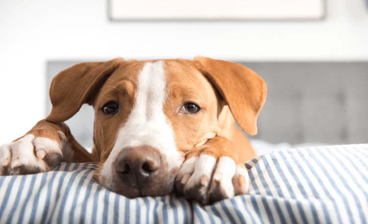 A dejected-looking brown and white dog lying on its stomach, looking toward the camera.