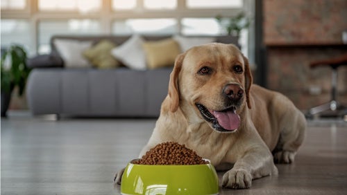Feeding a deals picky dog