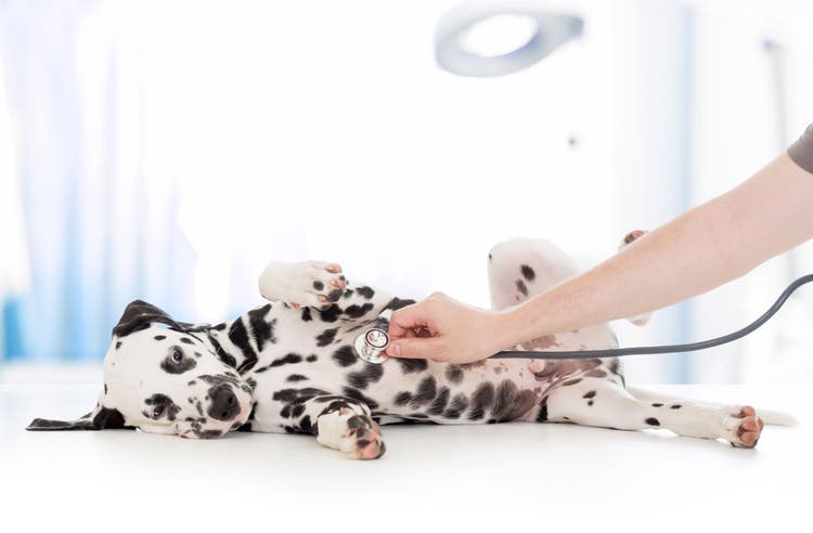causes of dog seizures