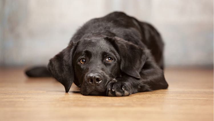 Dog Seizures