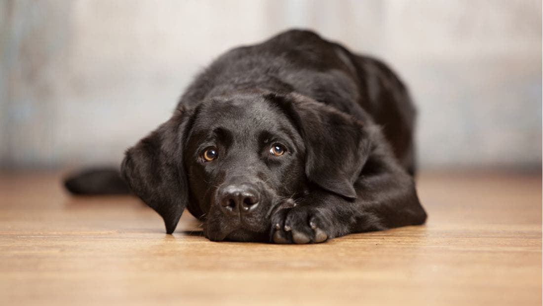 Seizures in black labs new arrivals