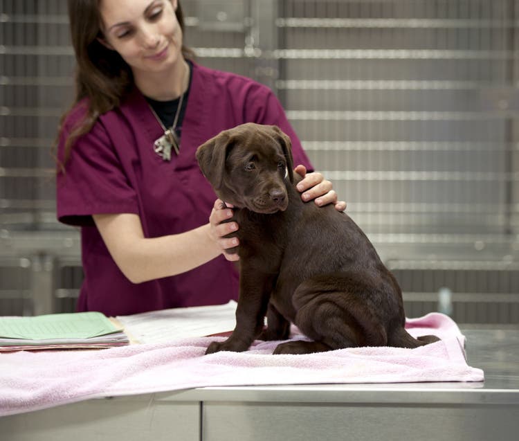 Finding a Black Lump on Your Dog's Skin?