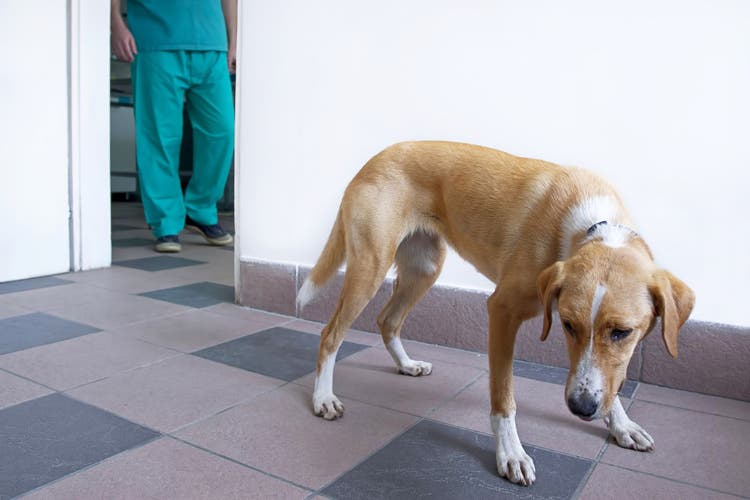 what happens when a dog gets spayed