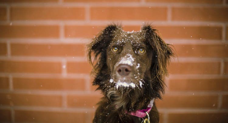 Snowy dog
