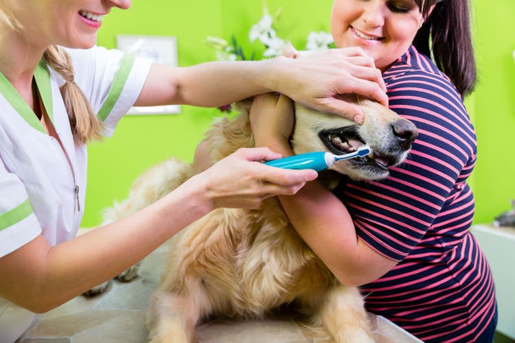 dog bad breath home remedy