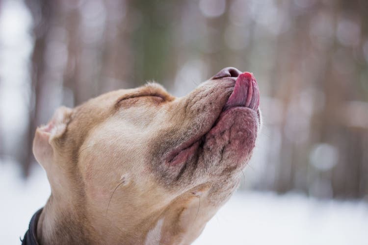 dog constantly licking nose