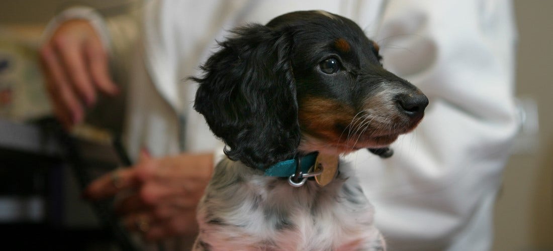 Changes to Your Dog After They Get Spayed