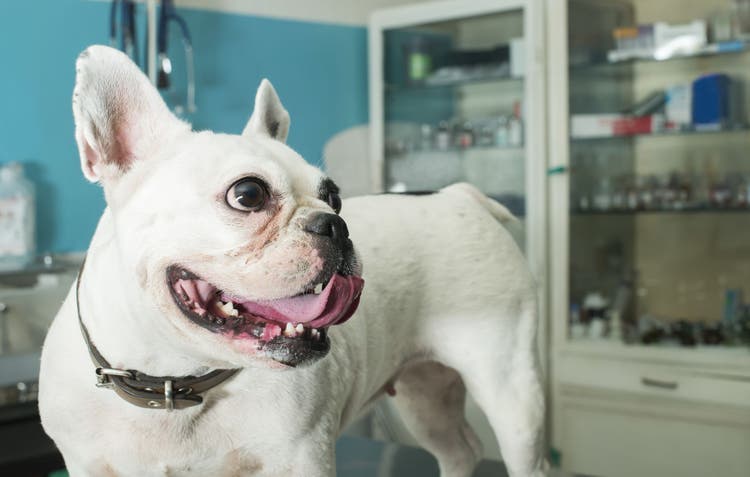 dog neutering