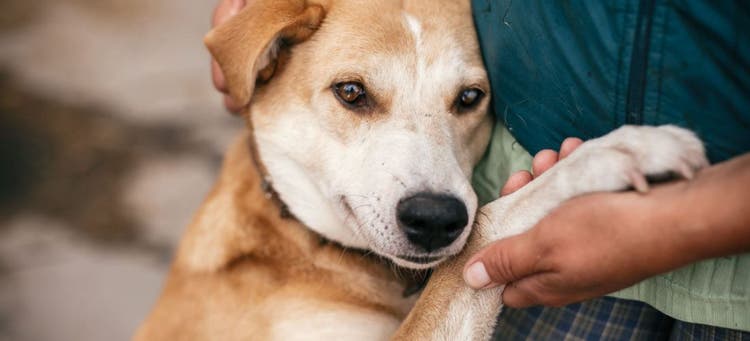 What to do after your dog has a seizure.