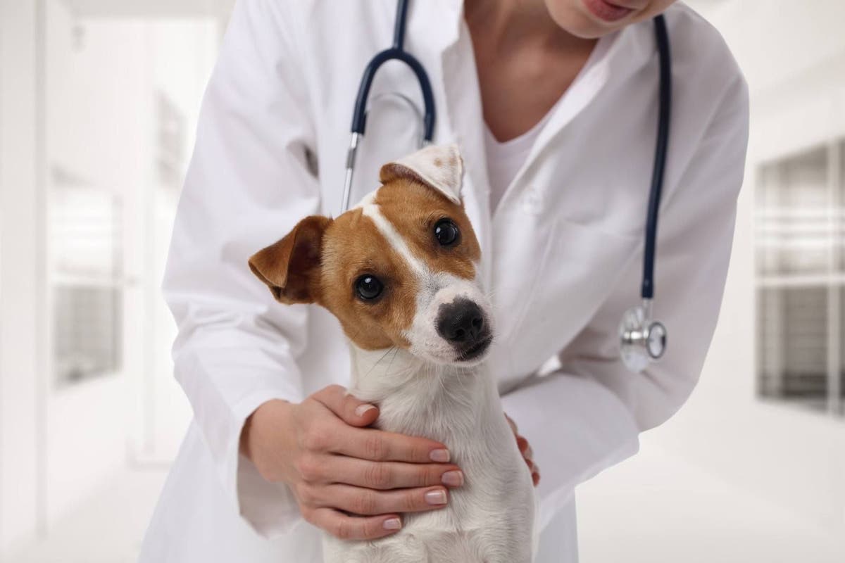 How to Treat Diarrhea in Dogs