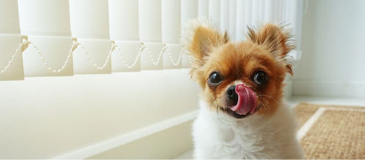 Chihuahua licking their lips.