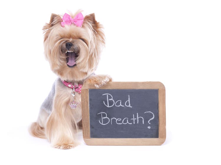 dog bad breath causes