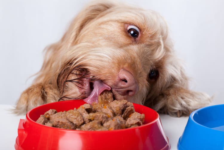best tasting dry dog food