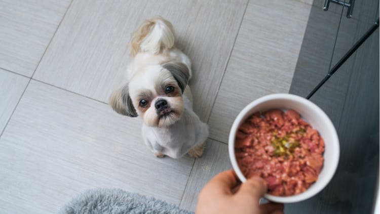 Dog looking up at bowl of meat.