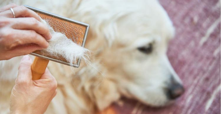 A golden retriever with hair loss gets combed by his owner.