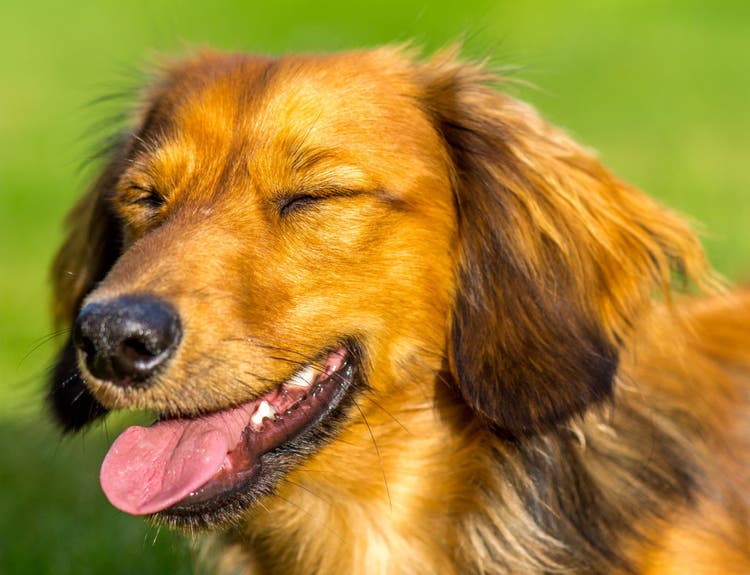eyelid tumors in dogs