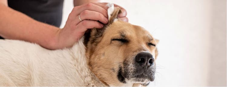 Man gently cleaning dog's ears.