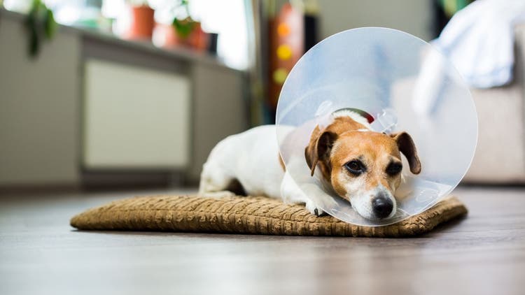 Dog with cone on head, resting on pillow.