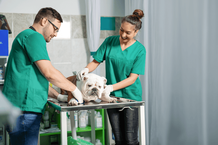 Two veterinary nurses examine a Bulldog for signs of joint swelling (effusion).
