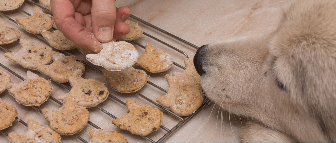 Good dog treats for hot sale huskies