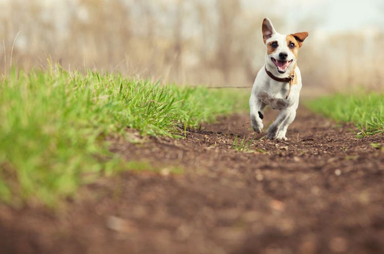 masticatory muscle myositis in dogs