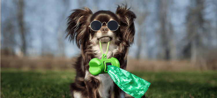 A Chihuahua is prepared to poop, wearing its waste bags around its neck.