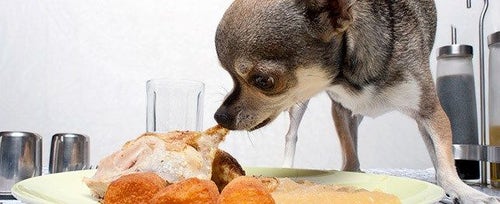 What Happens to a Dog Who Eats Table Scraps  