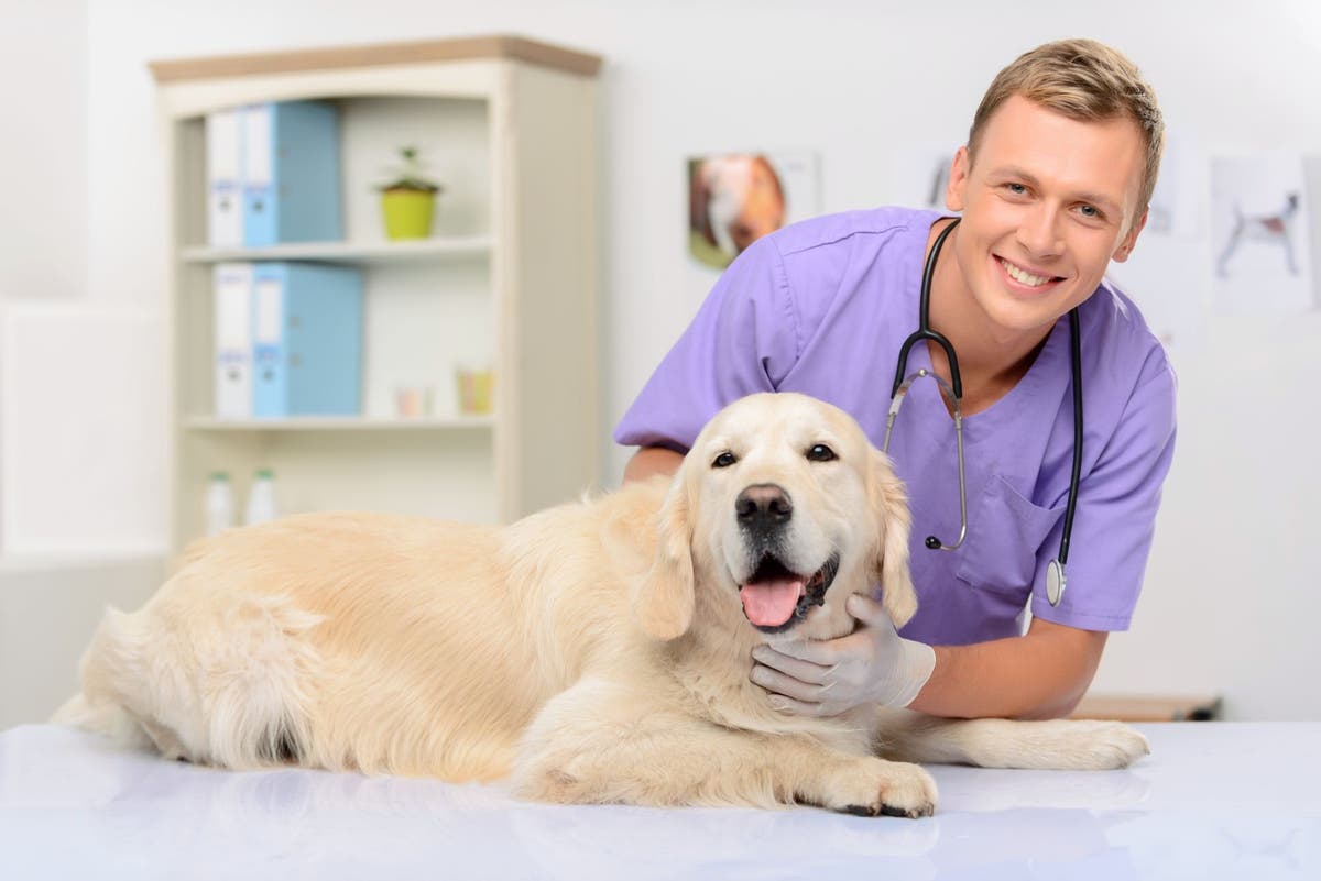 Subcutaneous (SQ or SC) Fluids in Dogs