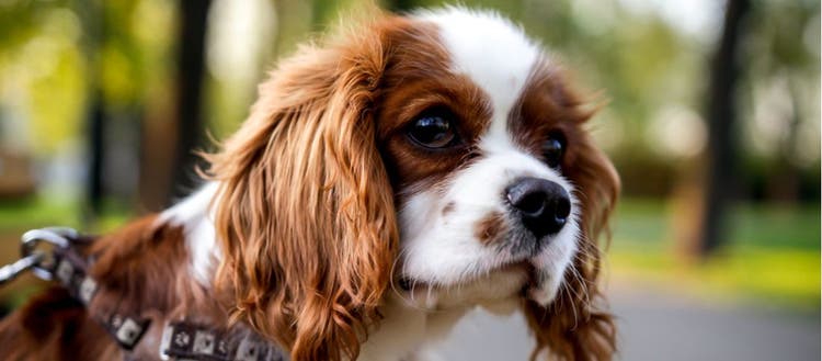 A cute Cavalier King Charles Spaniel.
