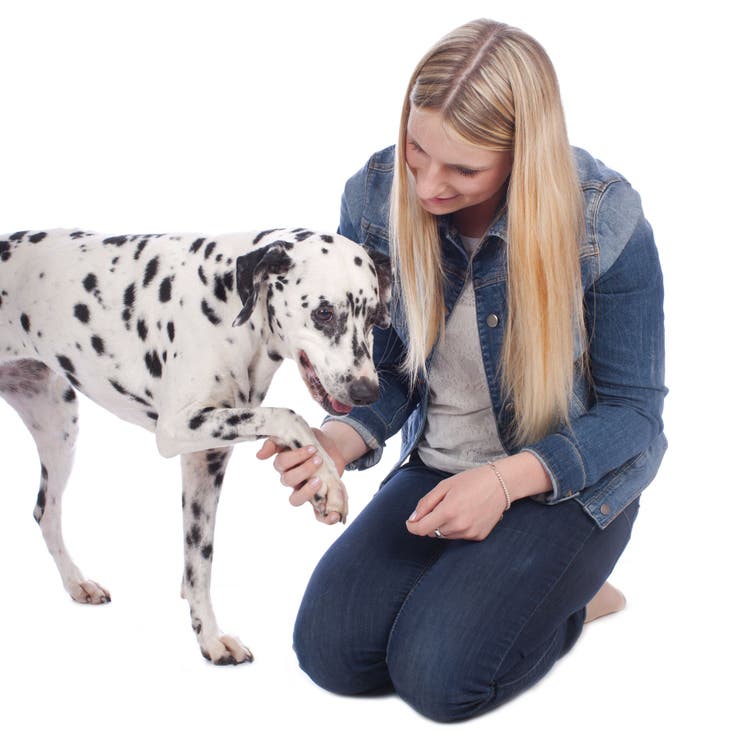fracture of the toe in dogs