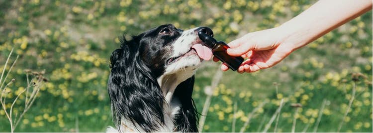 Dog outdoors licking CBD dropper.