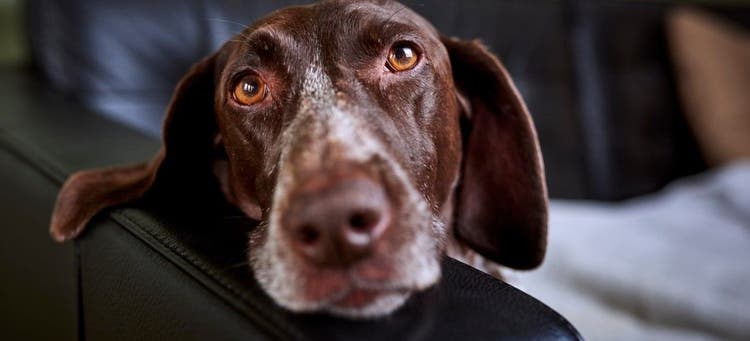 A senior dog with arthritis and mobility issues.