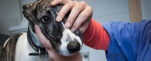 Tamiflu sales for dogs