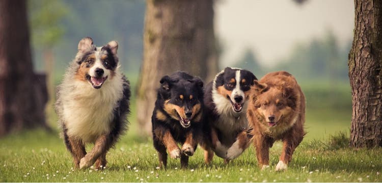 4 Australian Shepherds running in the park.