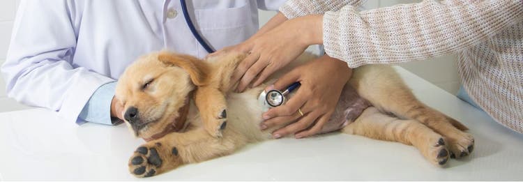 Female dog at veterinarian's office.