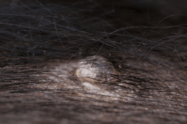 A raised lump on a black dog's abdomen.