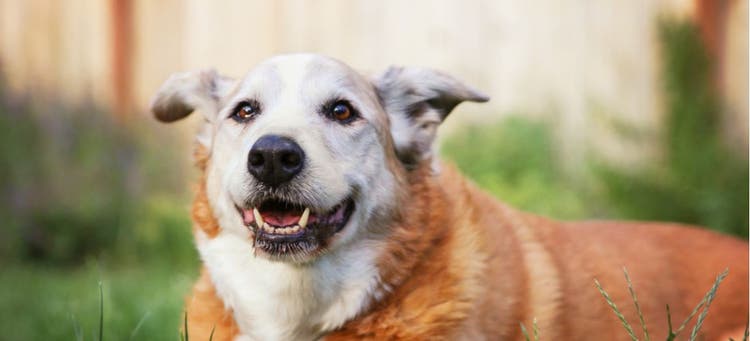 Senior dogs with joint issues benefit from CBD.