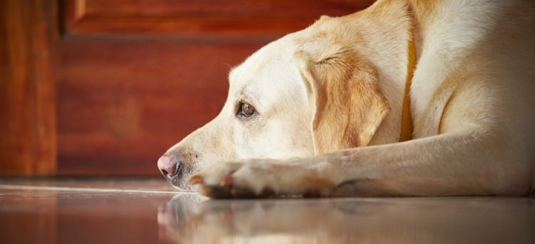 A dog lying on the floor Description automatically generated