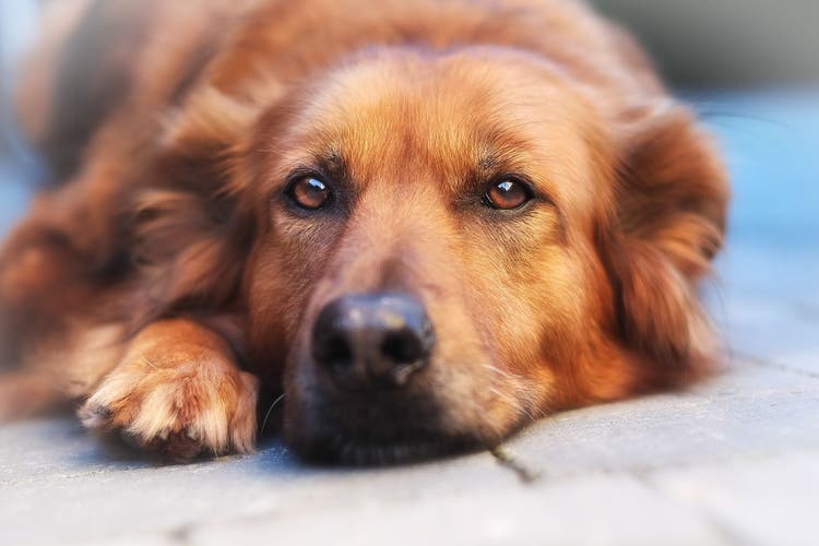 home care for dogs with lacerations