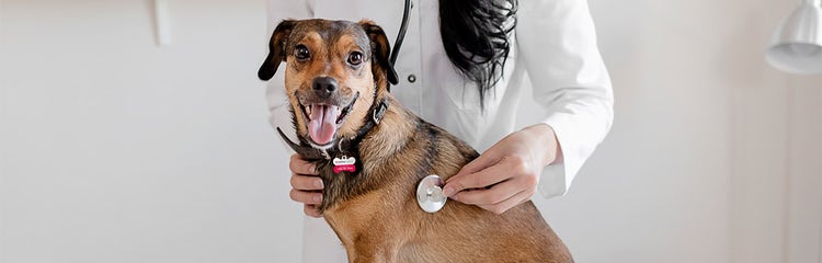 A dog with a stethoscope on its neck AI-generated content may be incorrect.