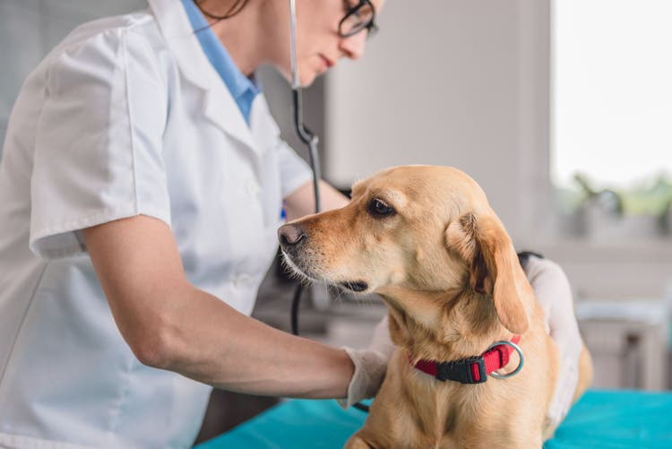 splenectomy in dogs