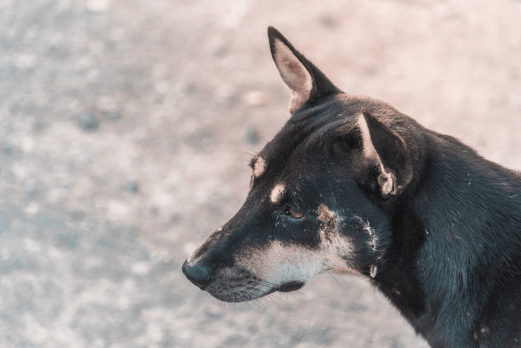 A black and brown dog with visible hyphema symptoms around its left eye.